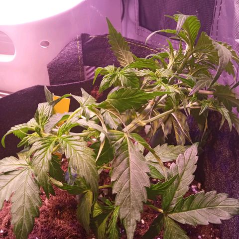 Blue Cheese Automatic growlog photo: Pós treino