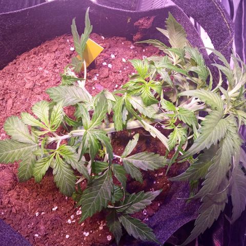 Blue Cheese Automatic growlog photo: Pós treino