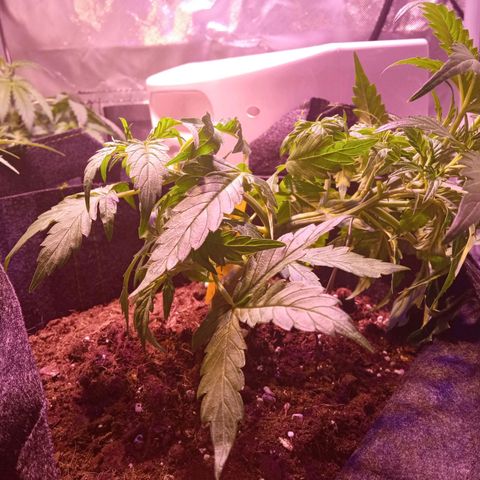 Blue Cheese Automatic growlog photo: Pós treino