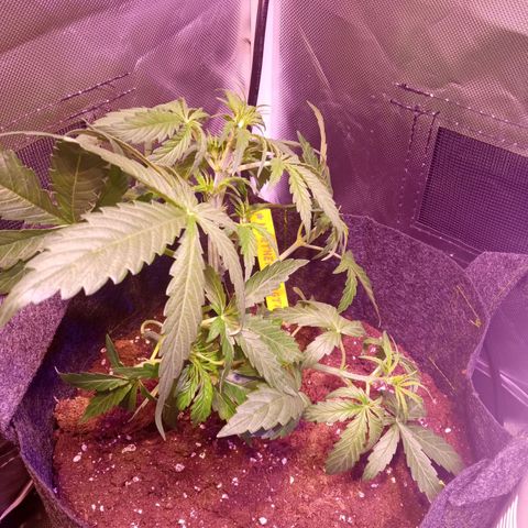 Northern Lights Automatic growlog timeline photo