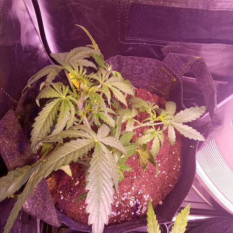 Northern Lights Automatic growlog timeline photo