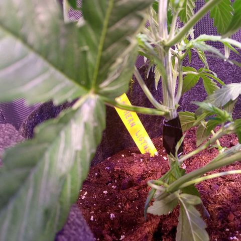 Northern Lights Automatic growlog timeline photo