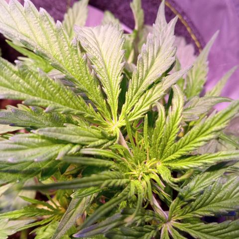 Blue Cheese Automatic growlog photo: Primeiros pelos da flor