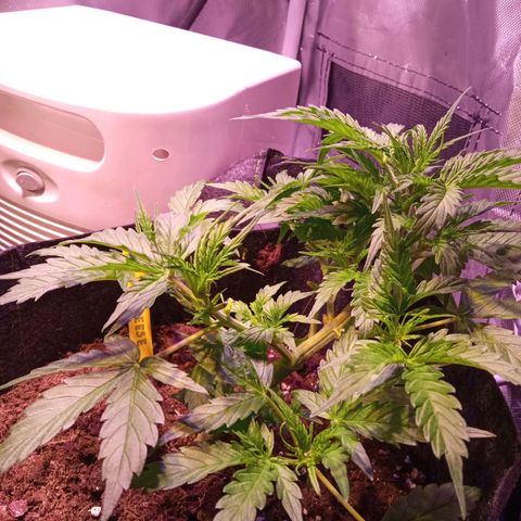 Blue Cheese Automatic growlog photo: Primeiros pelos da flor