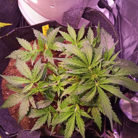 Blue Cheese Automatic growlog photo: Primeiros pelos da flor