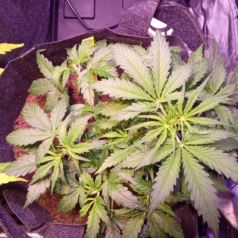 Blue Cheese Automatic growlog timeline photo