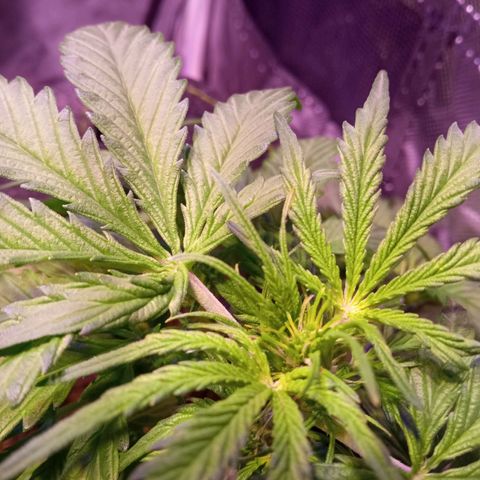 Blue Cheese Automatic growlog timeline photo