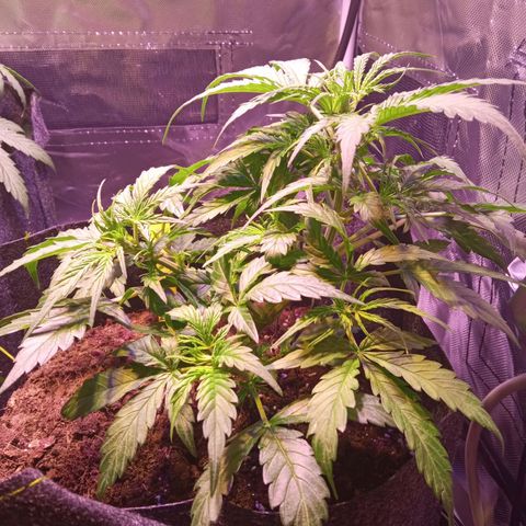 Blue Cheese Automatic growlog timeline photo