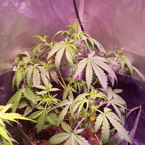 Northern Lights Automatic growlog timeline photo