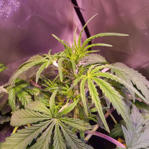 Northern Lights Automatic growlog timeline photo