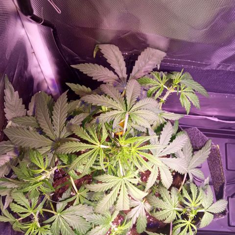Northern Lights Automatic growlog timeline photo