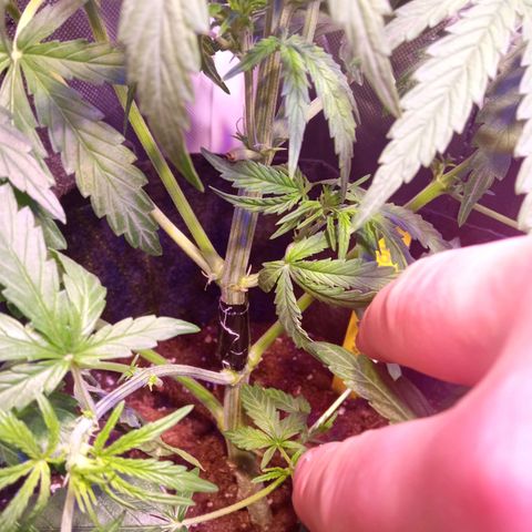Northern Lights Automatic growlog timeline photo