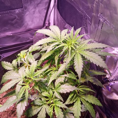 Blue Cheese Automatic growlog timeline photo