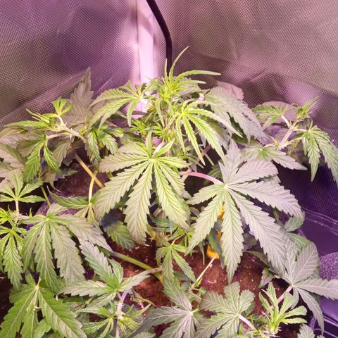 Northern Lights Automatic growlog timeline photo