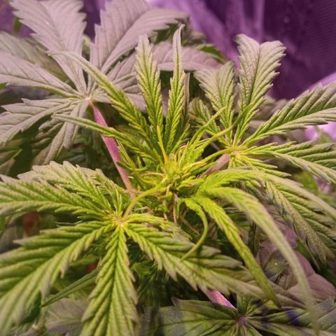 Blue Cheese Automatic growlog timeline photo