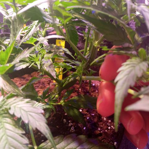 Blue Cheese Automatic growlog timeline photo
