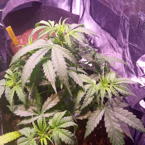 Blue Cheese Automatic growlog timeline photo