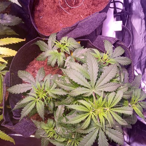 Blue Cheese Automatic growlog timeline photo