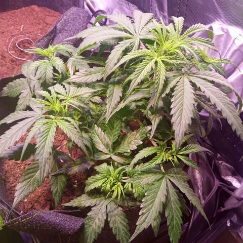 Blue Cheese Automatic growlog timeline photo
