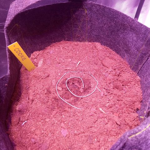 Chips Ahoy growlog timeline photo