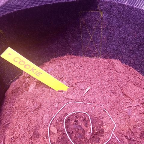 Chips Ahoy growlog timeline photo
