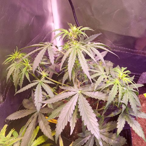 Northern Lights Automatic growlog timeline photo