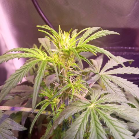 Northern Lights Automatic growlog timeline photo