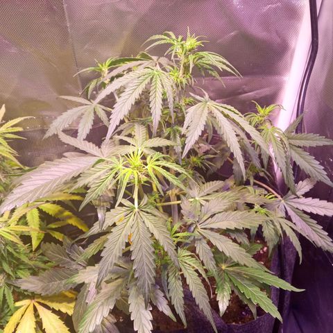Northern Lights Automatic growlog timeline photo