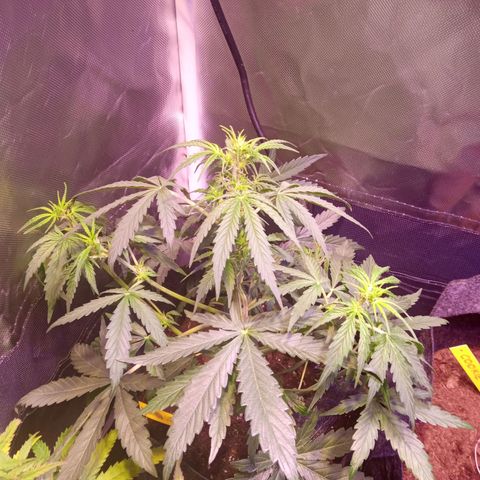 Northern Lights Automatic growlog timeline photo