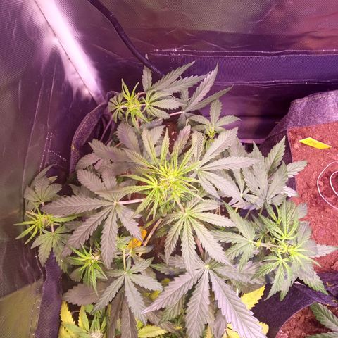 Northern Lights Automatic growlog timeline photo