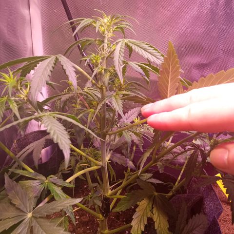Northern Lights Automatic growlog timeline photo