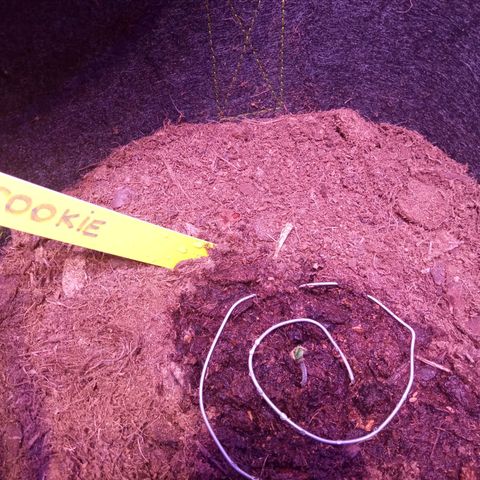 Chips Ahoy growlog timeline photo