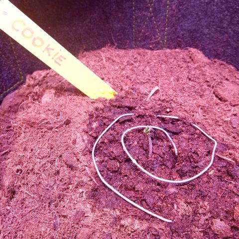 Chips Ahoy growlog timeline photo