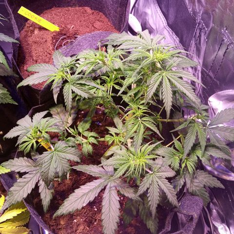 Blue Cheese Automatic growlog timeline photo