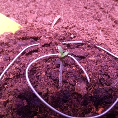 Chips Ahoy growlog timeline photo