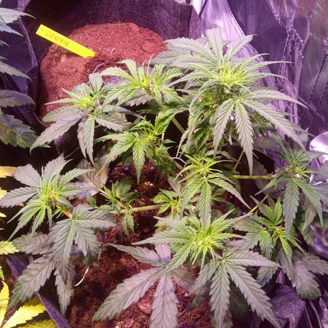Blue Cheese Automatic growlog timeline photo