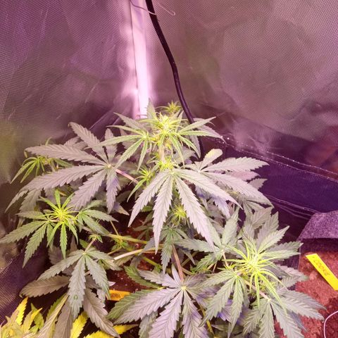 Northern Lights Automatic growlog timeline photo