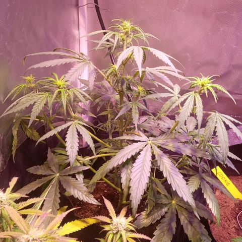 Northern Lights Automatic growlog timeline photo