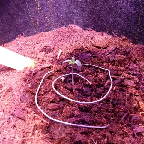 Chips Ahoy growlog timeline photo