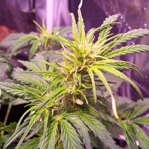 Blue Cheese Automatic growlog timeline photo