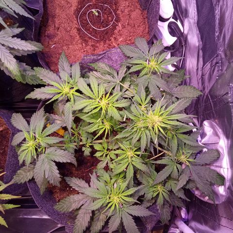 Blue Cheese Automatic growlog timeline photo