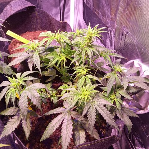 Blue Cheese Automatic growlog timeline photo