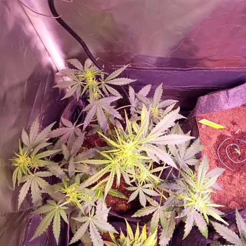 Northern Lights Automatic growlog timeline photo
