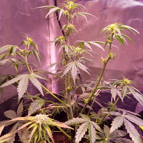 Northern Lights Automatic growlog timeline photo