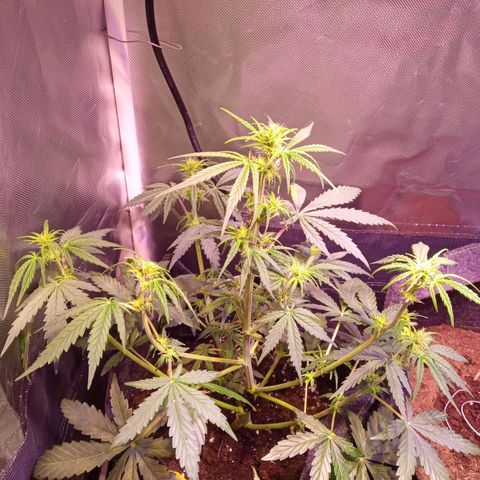 Northern Lights Automatic growlog timeline photo