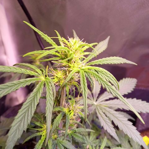 Northern Lights Automatic growlog timeline photo