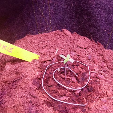 Chips Ahoy growlog timeline photo