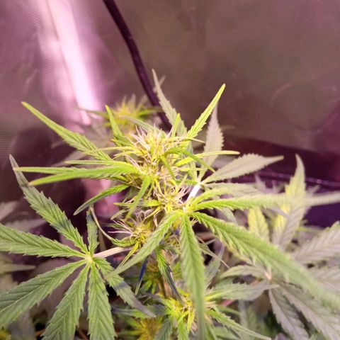 Northern Lights Automatic growlog timeline photo