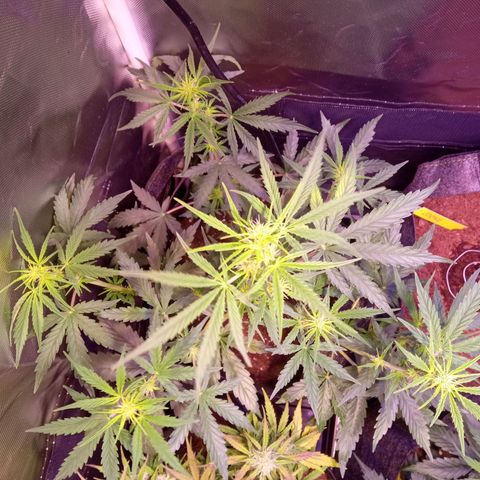 Northern Lights Automatic growlog timeline photo