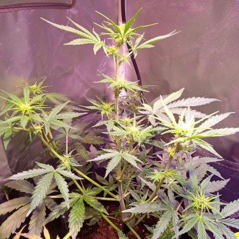 Northern Lights Automatic growlog timeline photo